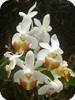 Phal. lobbii